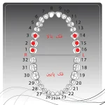 تصویر راهنمای انتخاب کلمپ رابردم